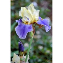 Vipfoni 2 Adet Iris-Süsen Pureobractea Çiçek Soğanı  Kod 4013