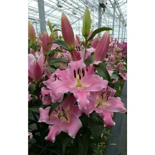 Vipfoni 3 Adet Güzel Pembe Kokulu Lilyum (Zambak) Çiçeği Soğanı