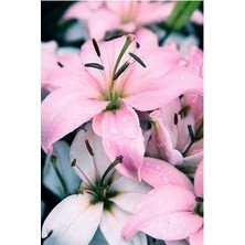 Vipfoni 3 Adet Kokulu Naif Pembe Zambak (Lilyum) Çiçeği Soğanı