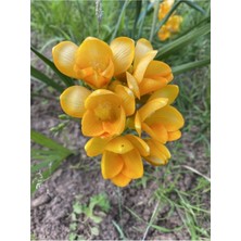 Vipfoni 12 Adet Mis Kokulu Frezya Soğanı-Sarı Beyaz