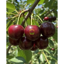 4 Yaş Aşılı Regina Kiraz Fidanı 'yarı Bodur'