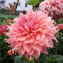 Vipfoni 3 Adet Yıldız Çiçeği Soğanı ( Dahlıa Yumrusu) Ebruli Kırmızı