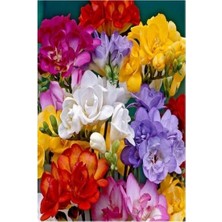 Vipfoni 12 Adet Mis Kokulu Frezya Soğanı-Lila