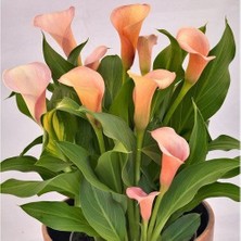 Vipfoni 2 Adet Gala Çiçeği Soğanı-Kavuniçi