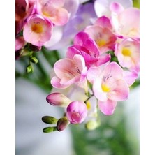 Vipfoni 5 Adet Pembe Kenarlı Sarı Mis Kokulu Frezya Soğanı