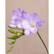 Vipfoni 5 Adet Eflatun Mis Kokulu Frezya Soğanı