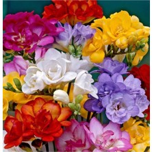 Vipfoni 8 Adet Yoğun Kokulu Katmerli Frezya Soğanı 1021