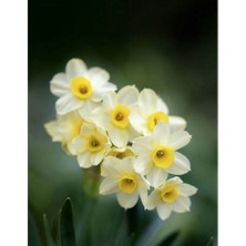 Vipfoni 5 Adet Yoğun Kokulu Nergis Çiçek Soğanı  KOD144