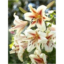 Vipfoni 3 Adet Kokulu Krem Rengi Lilyum (Zambak) Çiçeği Soğanı