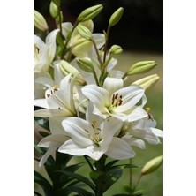 Vipfoni 3 Adet Kokulu Inci Beyaz Zambak (Lilyum) Çiçeği Soğanı