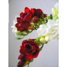 Vipfoni 5 Adet Kan Kırmızı Mis Kokulu Frezya Soğanı