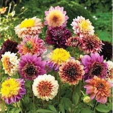 Vipfoni Yıldız Çiçeği Soğanı ( Dahlıa Yumrusu) 5 Adet Soft Karışık