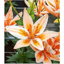 Vipfoni 3 Adet Fildişi Kokulu Lilyum (Zambak) Çiçeği Soğanı