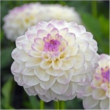 Vipfoni 3 Adet Yıldız Çiçeği Soğanı ( Dahlıa Yumrusu) Saydam Beyaz