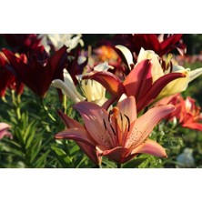 Vipfoni 3 Adet Pudra Kokulu Lilyum (Zambak) Çiçeği Soğanı