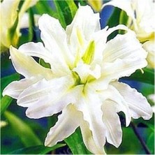 Vipfoni 3 Adet Katmerli Beyaz Kokulu Lilyum (Zambak) Çiçeği Soğanı