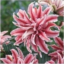 Vipfoni 3 Adet Katmerli Ebruli Pembe Kokulu Lilyum (Zambak) Çiçeği Soğanı