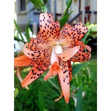 Vipfoni 3 Adet Benekli Açık Turuncu Kokulu Lilyum (Zambak) Çiçeği Soğanı