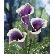 Vipfoni 2 Adet Gala Çiçeği Soğanı-Ebruli Mor