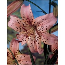 Vipfoni 3 Adet Soft Gülkurusu Kokulu Lilyum (Zambak) Çiçeği Soğanı