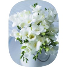 Vipfoni 12 Adet Mis Kokulu Frezya Soğanı-Katmerli Kırık Beyaz