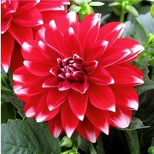 Vipfoni 3 Adet Yıldız Çiçeği Soğanı ( Dahlıa Yumrusu) Mavi