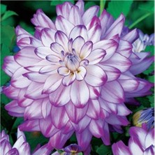 Vipfoni 3 Adet Yıldız Çiçeği Soğanı ( Dahlıa Yumrusu) Lila