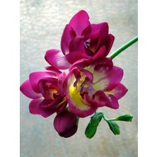 Vipfoni 5 Adet Mis Kokulu Fuşya Frezya Soğanı