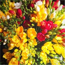 Vipfoni 4 Adet Yoğun Kokulu Katmerli Frezya Soğanı 1005