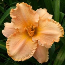 Vipfoni 12 Adet Mis Kokulu Frezya Soğanı-Fildişi