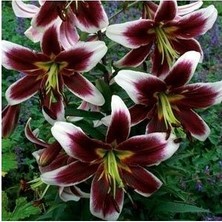 Vipfoni 3 Adet Beyaz Kenarlı Bordo Kokulu Lilyum (Zambak) Çiçeği Soğanı