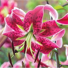 Vipfoni 3 Adet Fuşya Kokulu Lilyum (Zambak) Çiçeği Soğanı