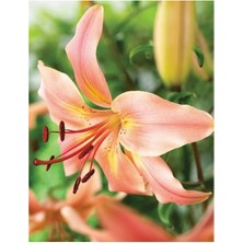 Vipfoni 3 Adet Kokulu Soft Lilyum (Zambak) Çiçeği Soğanı