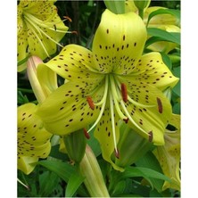 Vipfoni 3 Adet Çilli Yeşil Kokulu Lilyum (Zambak) Çiçeği Soğanı