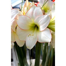 Vipfoni 3 Adet Beyaz Kokulu Lilyum (Zambak) Çiçeği Soğanı