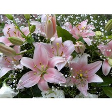 Vipfoni 3 Adet Silik Pembe Kokulu Lilyum (Zambak) Çiçeği Soğanı