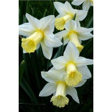 Vipfoni 5 Adet Yoğun Kokulu Nergis Çiçek Soğanı  KOD124