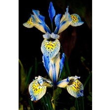 Vipfoni 2 Adet Iris-Süsen Pureobractea Çiçek Soğanı  Kod 4032