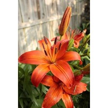 Vipfoni 3 Adet Pastel Kokulu Lilyum (Zambak) Çiçeği Soğanı