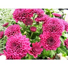 Vipfoni 3 Adet Yıldız Çiçeği Soğanı ( Dahlıa Yumrusu) Pembe