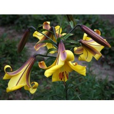 Vipfoni 3 Adet Sarı Mor Kokulu Lilyum (Zambak) Çiçeği Soğanı