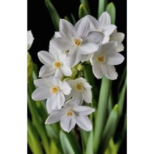 Vipfoni 5 Adet Yoğun Kokulu Nergis Çiçek Soğanı  KOD134