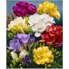 Vipfoni 12 Adet Mis Kokulu Frezya Soğanı-Soft Karışık