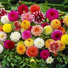 Vipfoni 3 Adet Yıldız Çiçeği Soğanı ( Dahlıa Yumrusu) Kavuniçi