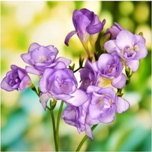 Vipfoni 4 Adet Yoğun Kokulu Katmerli Frezya Soğanı 1016