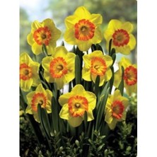 Vipfoni 5 Adet Yoğun Kokulu Nergis Çiçek Soğanı  KOD137