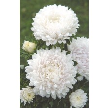 Vipfoni 3 Adet Yıldız Çiçeği Soğanı ( Dahlıa Yumrusu) Karbeyaz