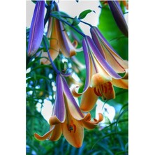 Vipfoni 3 Adet Özel Kokulu Lilyum (Zambak) Çiçeği Soğanı