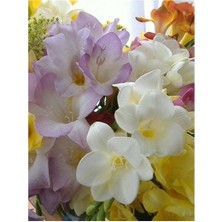 Vipfoni 5 Adet Mis Kokulu Lila ve Beyaz Frezya Soğanı