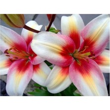 Vipfoni 3 Adet Kokulu Dört Renk Geçişli Lilyum (Zambak) Çiçeği Soğanı